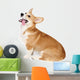 Corgi Dog in Studio Wall Decal