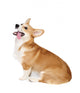 Corgi Dog in Studio Wall Decal