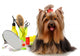 Beautifully Groomed Yorkshire Terrier Wall Decal