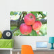 Tre Mele Rosse Su Wall Mural