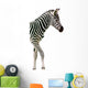 New Born Baby Zebra Isolated on White Wall Decal