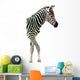New Born Baby Zebra Isolated on White Wall Decal