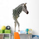 New Born Baby Zebra Isolated on White Wall Decal