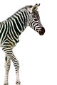 New Born Baby Zebra Isolated on White Wall Decal