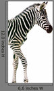 New Born Baby Zebra Isolated on White Wall Decal