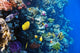 Coral and Fish Red Wall Mural