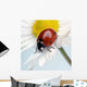 Ladybug Wall Mural