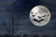Bats Flying Dark Night