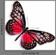 Red Butterfly