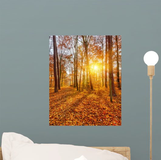 Sunset Autumn Forest