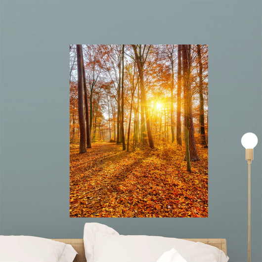 Sunset Autumn Forest