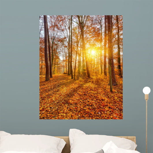 Sunset Autumn Forest