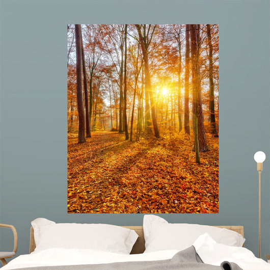 Sunset Autumn Forest
