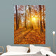 Sunset Autumn Forest