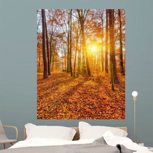 Sunset Autumn Forest