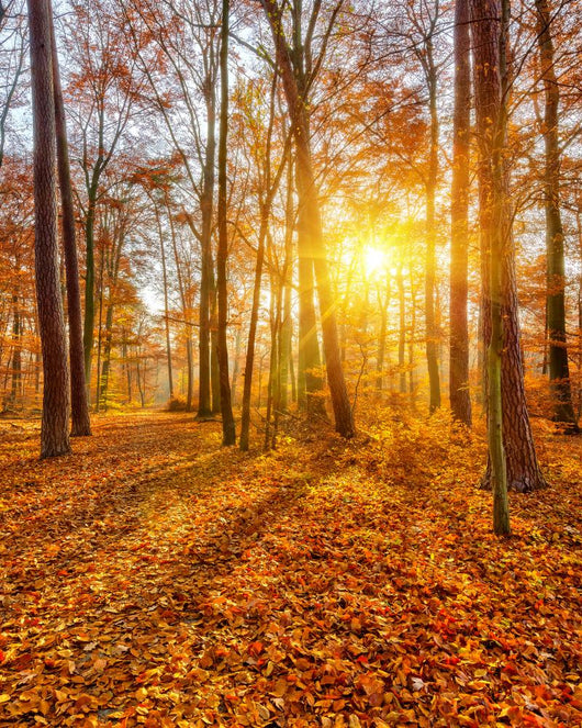 Sunset Autumn Forest