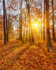 Sunset Autumn Forest