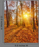 Sunset Autumn Forest