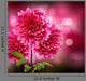 Dahlia Autumn Flowers