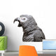 An African Grey Parrot isolated on a white background Wall Decal
