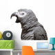 An African Grey Parrot isolated on a white background Wall Decal
