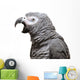 An African Grey Parrot isolated on a white background Wall Decal