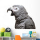 An African Grey Parrot isolated on a white background Wall Decal