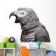 An African Grey Parrot isolated on a white background Wall Decal