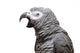 An African Grey Parrot isolated on a white background Wall Decal