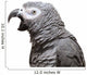 An African Grey Parrot isolated on a white background Wall Decal