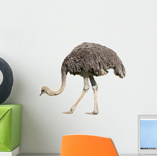 Ostrich