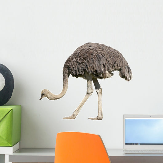 Ostrich