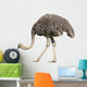 Ostrich