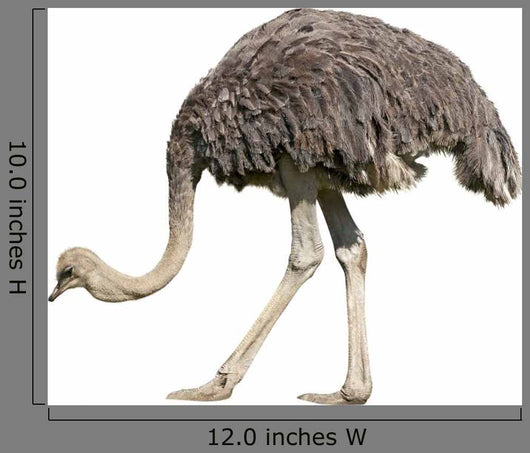 Ostrich