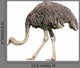 Ostrich
