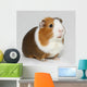 Guinea Pig