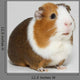 Guinea Pig
