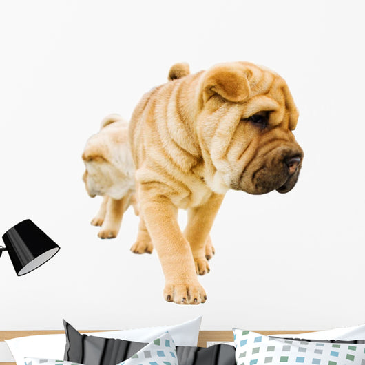 funny sharpei puppies isolated on white background Wall Decal