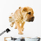 funny sharpei puppies isolated on white background Wall Decal