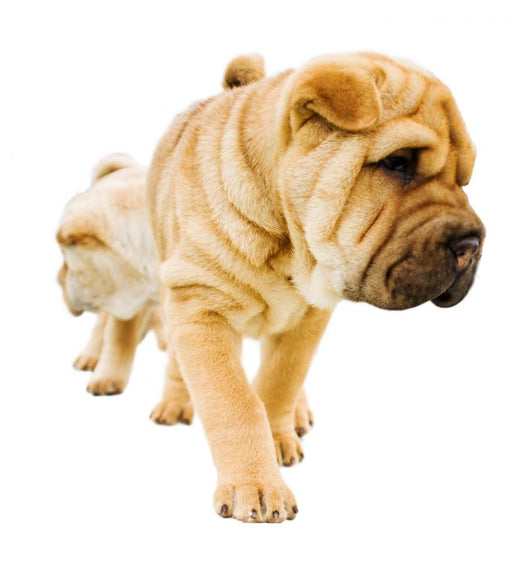 funny sharpei puppies isolated on white background Wall Decal