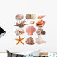 Seashell Collection