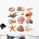 Seashell Collection