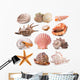 Seashell Collection