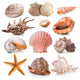 Seashell Collection
