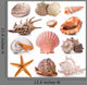 Seashell Collection