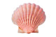 scallops shell Wall Decal