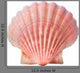 scallops shell Wall Decal