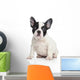 French bulldog puppy Wall Decal