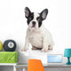 French bulldog puppy Wall Decal
