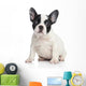 French bulldog puppy Wall Decal